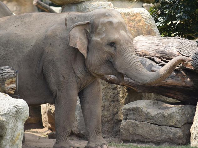 Elephant in the Zoo - image #274937 gratis