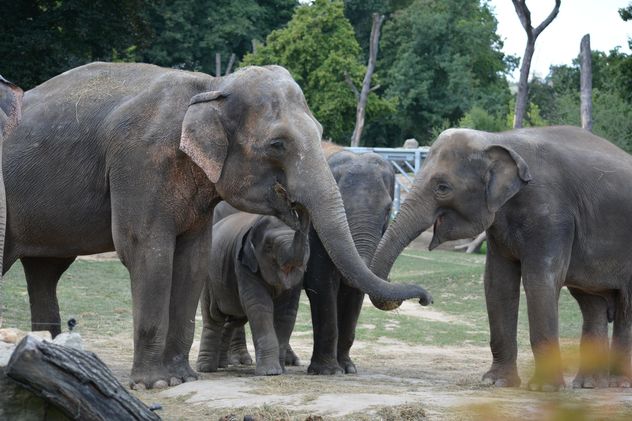 Elephants in the Zoo - Free image #274967
