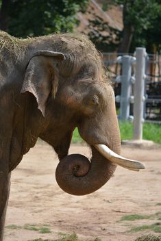 Elephant in the Zoo - Free image #274977