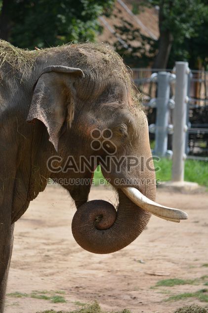 Elephant in the Zoo - Free image #274977