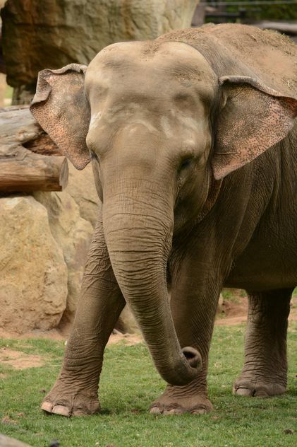 Elephant in the Zoo - Free image #274987