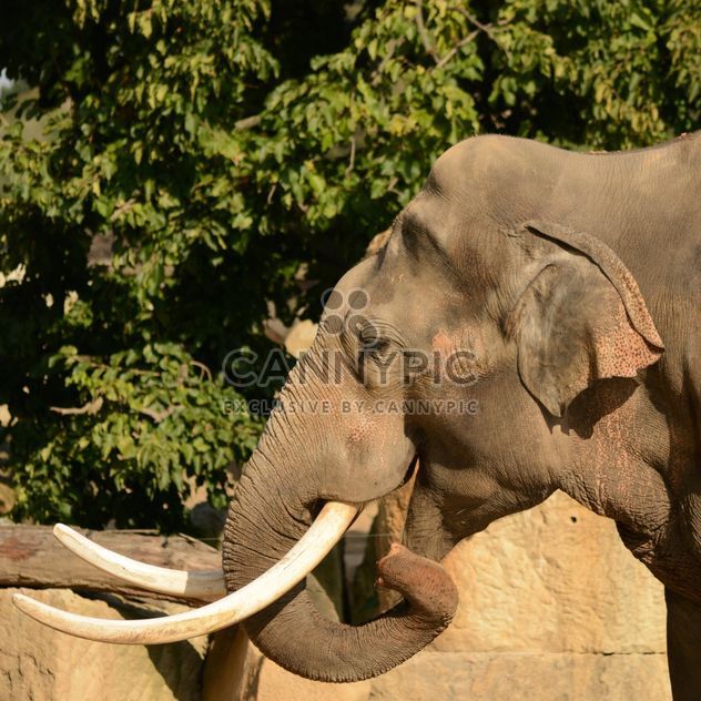 Elephant in the Zoo - Kostenloses image #274997