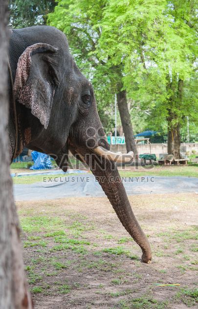 Elephant in the Zoo - image gratuit #275017 