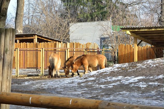 Wild horses in th Zoo - Free image #275027
