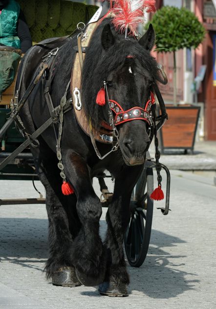 Black Horse dran in carriage - бесплатный image #275067