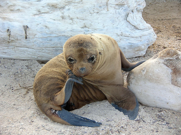 Baby sea lion - Free image #275427