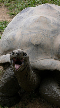 Shouty tortoise, Australian Zoo, Australia.jpg - image #275437 gratis