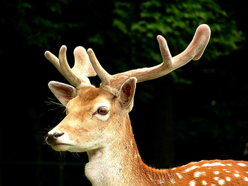 Oh deer.... - Free image #275457