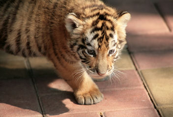 Baby Tiger - image #275547 gratis