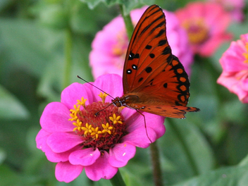 Butterfly on pink flower_2784c - Free image #275577