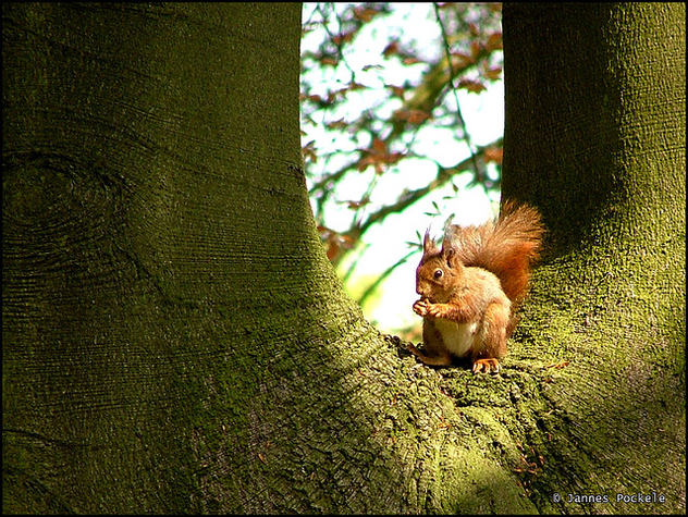 squirrel (Eekhoorn) - Free image #275587