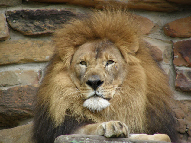 Lion at Fort Worth Zoo - Free image #275607