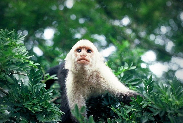 Costa Rican Monkey, Monteverde Costa Rica - Free image #275627