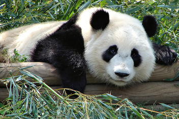 panda gaze - бесплатный image #275777