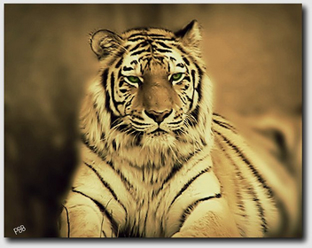 Tiger - Cleveland Zoo - image #275827 gratis
