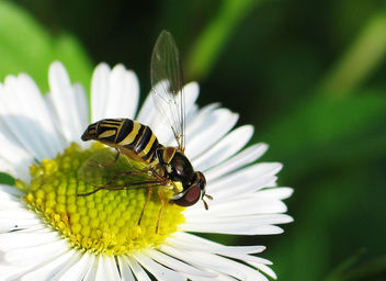 hoverfly - image #275857 gratis