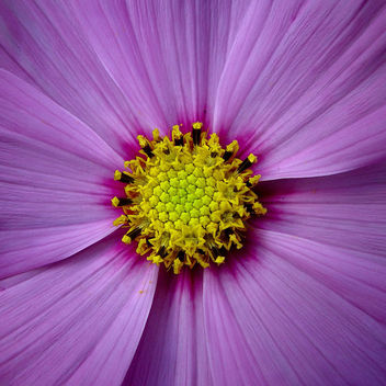 cosmic flower - бесплатный image #275917