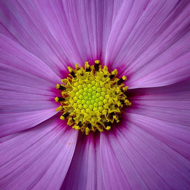cosmic flower - бесплатный image #275917