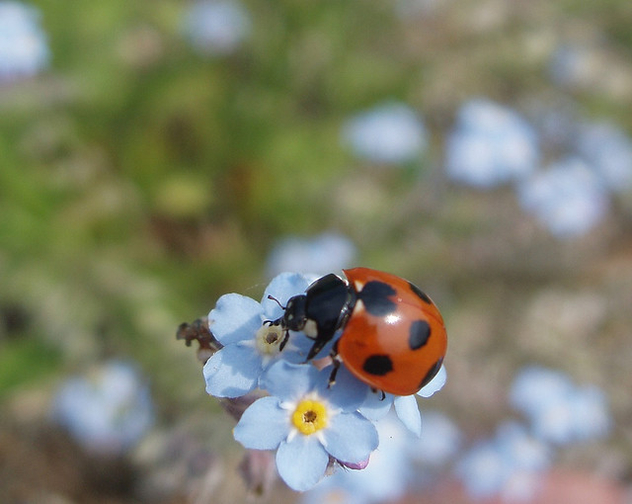 ladybug and wasurenagusa(forget-me-not) - бесплатный image #275957