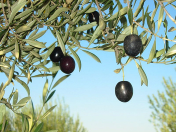 Olives - image #276077 gratis