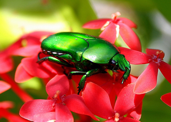 Green Beetle - image gratuit #276167 