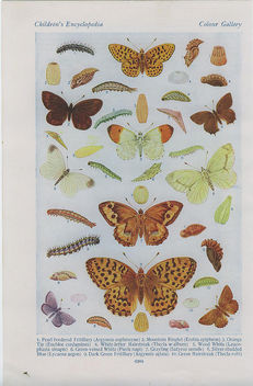 british butterflies2 - image #276397 gratis