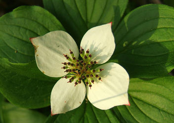 Bunchberry - Kostenloses image #276417