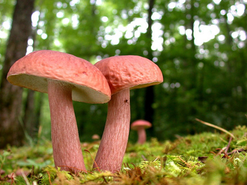 Mushrooms - Free image #276517