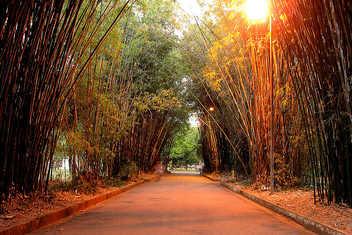 Bamboos - image #276567 gratis
