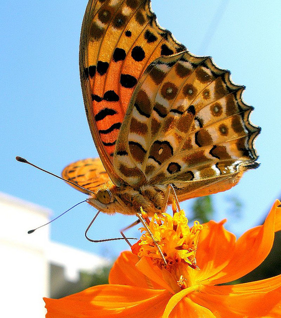 A butterfly on a cosmos 2 - image gratuit #276617 