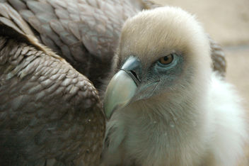 Griffon vulture - image gratuit #276807 
