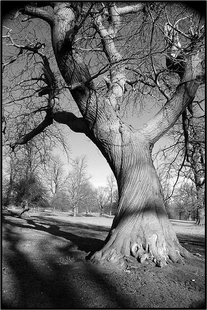 Black & White Tree - Kostenloses image #276817