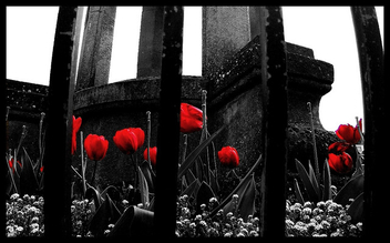 Black & White and Red all Over - Kostenloses image #277057