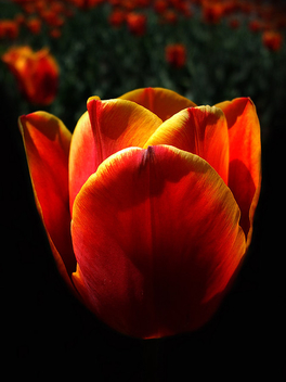 Tulip - image #277067 gratis