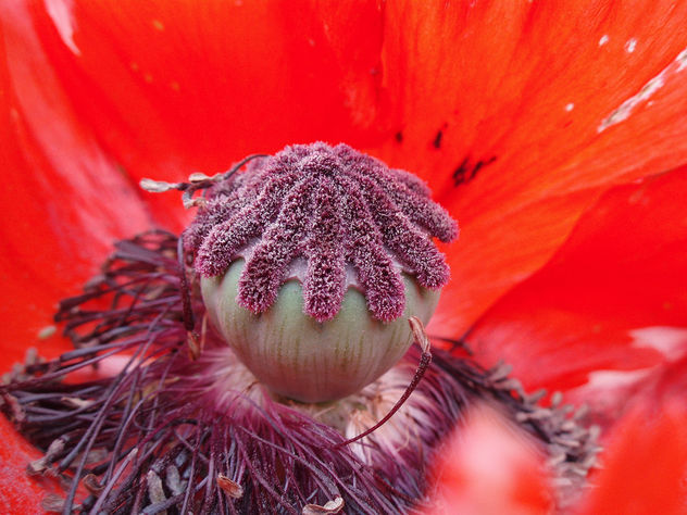 Poppy Head Just Before The Petals Fell - image gratuit #277147 