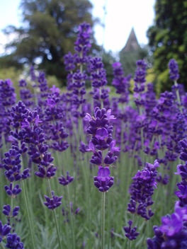 Lavender Blue - Kostenloses image #277217