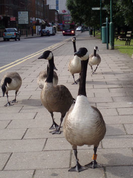 When Geese Go Shopping. - image gratuit #277287 