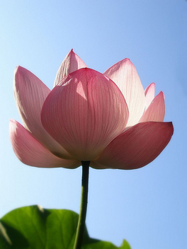 Pink lotus - image #277317 gratis