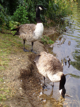 Two Geese - image #277337 gratis