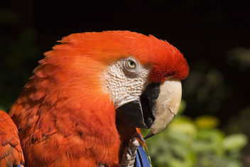 This Parrot Is Not Dead! - image gratuit #277457 