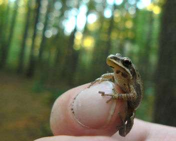 Little chorus frog - image #277507 gratis