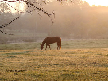 HORSE, SUNRISE, & FOG - бесплатный image #277627