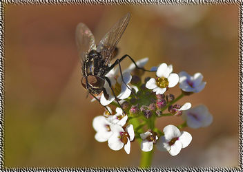 mosca 01 - fly - Kostenloses image #277637