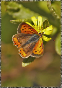papallona Lycaena phlaeas 01 - image #277647 gratis