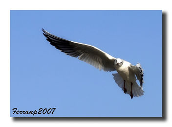 Gavina vulgar 01 - Gaviota reidora - Black-headed gull - Larus ridibundus - image #277677 gratis