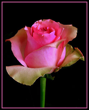pink_rose - image gratuit #278037 