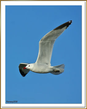 gavina corsa 05 - gaviota de audouin - audouin's gull - Larus audouinii - image #278117 gratis