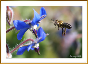 abeja libando una borraja 10 - bee sucking a borage flower - abella libant una borraina - бесплатный image #278157