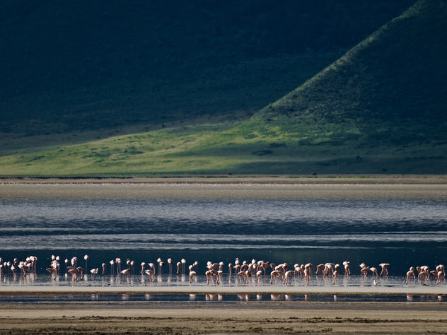 Flamingoes in the Ngorongoro Crater - Free image #278217