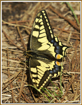 mariposa rey 03 - papallona rei - papilio machaon - image gratuit #278287 